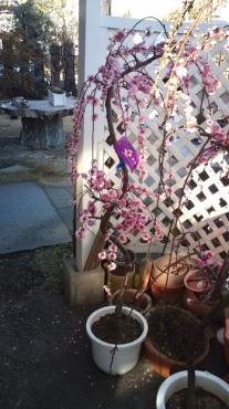 20100221144412