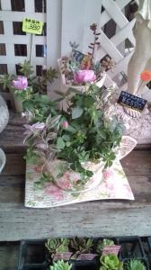 ティーカップ風寄せ植え｜「フラワーパーク　ヨシモト」　（和歌山県和歌山市の花キューピット加盟店 花屋）のブログ