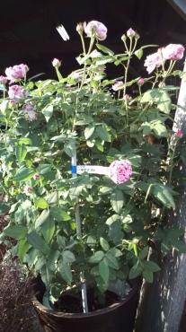 20100425171209