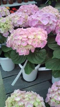 20100515150724