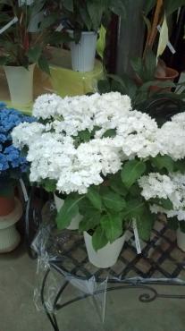 白いアジサイのおまじない どなたか教えて下さい 花屋ブログ 和歌山県和歌山市の花屋 フラワーパーク ヨシモトにフラワー ギフトはお任せください 当店は 安心と信頼の花キューピット加盟店です 花キューピットタウン