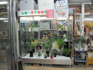 ストッカーの中の観葉植物たち｜「フラワーパーク　ヨシモト」　（和歌山県和歌山市の花キューピット加盟店 花屋）のブログ