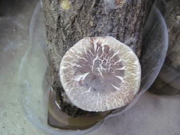 きのこがかちかちしてきました｜「フラワーパーク　ヨシモト」　（和歌山県和歌山市の花キューピット加盟店 花屋）のブログ
