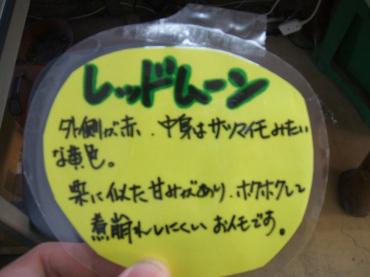 レッドムーン。赤いジャガイモ。｜「フラワーパーク　ヨシモト」　（和歌山県和歌山市の花キューピット加盟店 花屋）のブログ