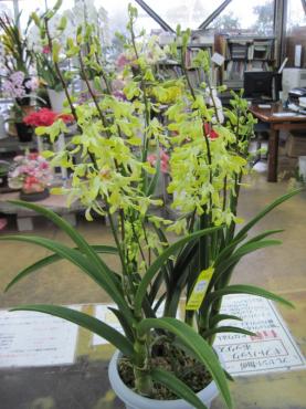 デンドロビューム　バナナロイヤル｜「フラワーパーク　ヨシモト」　（和歌山県和歌山市の花キューピット加盟店 花屋）のブログ