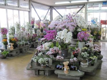 胡蝶蘭とかいっぱいです。｜「フラワーパーク　ヨシモト」　（和歌山県和歌山市の花キューピット加盟店 花屋）のブログ