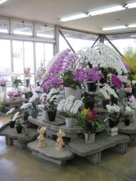 胡蝶蘭さんがたくさん来ました｜「フラワーパーク　ヨシモト」　（和歌山県和歌山市の花キューピット加盟店 花屋）のブログ