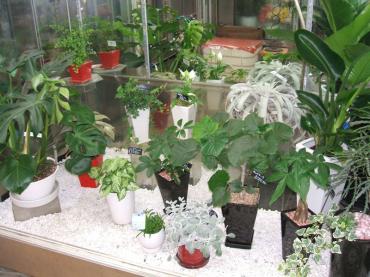 梅雨、です。｜「フラワーパーク　ヨシモト」　（和歌山県和歌山市の花キューピット加盟店 花屋）のブログ