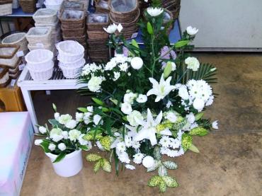 富貴蘭とかいろいろ｜「フラワーパーク　ヨシモト」　（和歌山県和歌山市の花キューピット加盟店 花屋）のブログ
