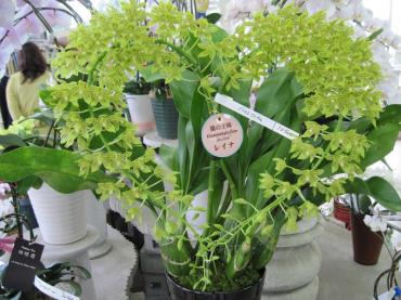 夏色の蘭たち｜「フラワーパーク　ヨシモト」　（和歌山県和歌山市の花キューピット加盟店 花屋）のブログ