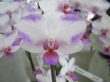胡蝶蘭とコケ玉と父の日｜「フラワーパーク　ヨシモト」　（和歌山県和歌山市の花キューピット加盟店 花屋）のブログ