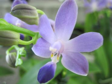 青紫の胡蝶蘭とエアープランツさんの花｜「フラワーパーク　ヨシモト」　（和歌山県和歌山市の花キューピット加盟店 花屋）のブログ