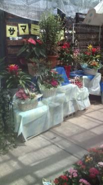 夏風☆温室｜「フラワーパーク　ヨシモト」　（和歌山県和歌山市の花キューピット加盟店 花屋）のブログ
