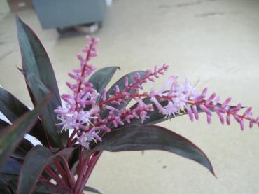 赤ドラセナの花 花屋ブログ 和歌山県和歌山市の花屋 フラワーパーク ヨシモトにフラワーギフトはお任せください 当店は 安心と信頼の花 キューピット加盟店です 花キューピットタウン