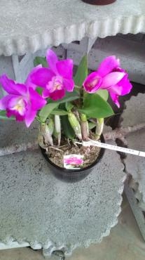 20130706130816