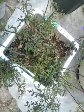 201405181345231