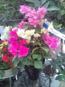 ブーゲンビレアの育て方まとめ 花屋ブログ 和歌山県和歌山市の花屋 フラワーパーク ヨシモトにフラワーギフトはお任せください 当店は 安心と信頼の花キューピット加盟店です 花キューピットタウン