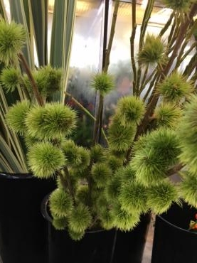 お店の切り花 デンマークカクタス入りました 花屋ブログ 和歌山県和歌山市の花屋 フラワーパーク ヨシモトにフラワーギフトはお任せください 当店は 安心と信頼の花キューピット加盟店です 花キューピットタウン