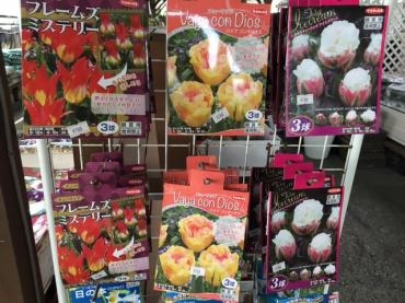 チューリップ球根入りました 花屋ブログ 和歌山県和歌山市の花屋 フラワーパーク ヨシモトにフラワーギフトはお任せください 当店は 安心と信頼の花キューピット加盟店です 花キューピットタウン