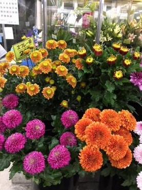 本日の切り花 花屋ブログ 和歌山県和歌山市の花屋 フラワーパーク ヨシモトにフラワーギフトはお任せください 当店は 安心と信頼の花キューピット加盟店です 花キューピットタウン
