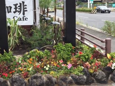 コナズ珈琲さんの花壇を植えさせていただきました 花屋ブログ 和歌山県和歌山市の花屋 フラワーパーク ヨシモトにフラワーギフトはお任せください 当店は 安心と信頼の花キューピット加盟店です 花キューピットタウン