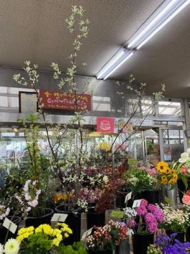 大きな銀葉が入りました 花屋ブログ 和歌山県和歌山市の花屋 フラワーパーク ヨシモトにフラワーギフトはお任せください 当店は 安心と信頼の花キューピット加盟店です 花キューピットタウン