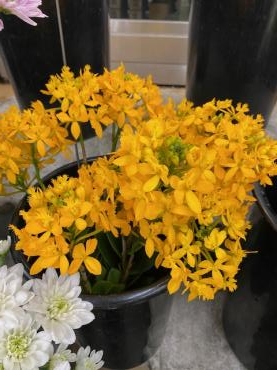 新品種アジサイ入りました 花屋ブログ 和歌山県和歌山市の花屋 フラワーパーク ヨシモトにフラワーギフトはお任せください 当店は 安心と信頼の花キューピット加盟店です 花キューピットタウン