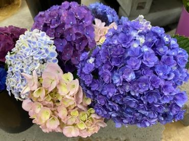 今日は 切り花はアジサイです 花屋ブログ 和歌山県和歌山市の花屋 フラワーパーク ヨシモトにフラワーギフトはお任せください 当店は 安心と信頼の花キューピット加盟店です 花キューピットタウン