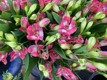 今日の切り花です 花屋ブログ 和歌山県和歌山市の花屋 フラワーパーク ヨシモトにフラワーギフトはお任せください 当店は 安心と信頼の花キューピット加盟店です 花キューピットタウン