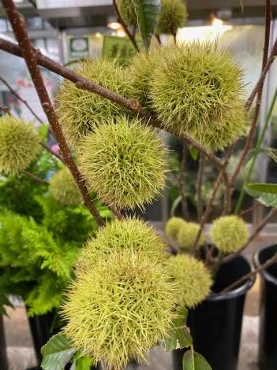 栗 入りました 花屋ブログ 和歌山県和歌山市の花屋 フラワーパーク ヨシモトにフラワーギフトはお任せください 当店は 安心と信頼の花キューピット加盟店です 花キューピットタウン