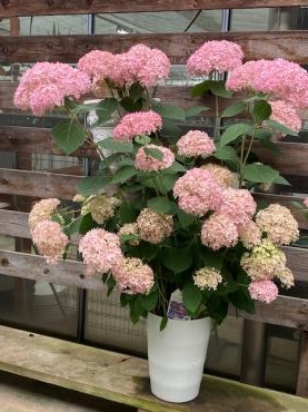 花苗も入荷しました 花屋ブログ 和歌山県和歌山市の花屋 フラワーパーク ヨシモトにフラワーギフトはお任せください 当店は 安心と信頼の花キューピット加盟店です 花キューピットタウン