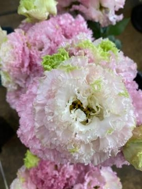 むっちゃかわいいお花がいっぱい入りました 花屋ブログ 和歌山県和歌山市の花屋 フラワーパーク ヨシモトにフラワーギフトはお任せください 当店は 安心と信頼の花キューピット加盟店です 花キューピットタウン