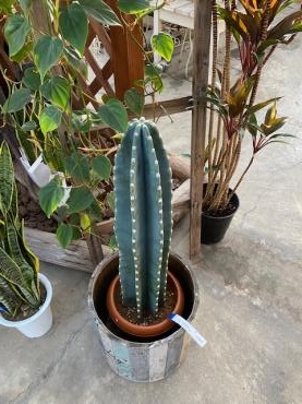 多肉植物の寄せ植えなどいろいろと 花屋ブログ 和歌山県和歌山市の花屋 フラワーパーク ヨシモトにフラワーギフトはお任せください 当店は 安心と信頼の花キューピット加盟店です 花キューピットタウン