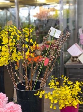 ミモザと桃入ってます 花屋ブログ 和歌山県和歌山市の花屋 フラワーパーク ヨシモトにフラワーギフトはお任せください 当店は 安心と信頼の花 キューピット加盟店です 花キューピットタウン