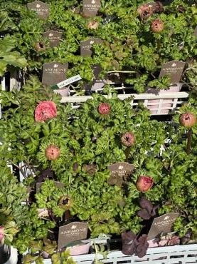 シックなアネモネ アンアリスはいりました 花屋ブログ 和歌山県和歌山市の花屋 フラワーパーク ヨシモトにフラワーギフトはお任せください 当店は 安心と信頼の花キューピット加盟店です 花キューピットタウン