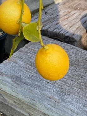 img_8783