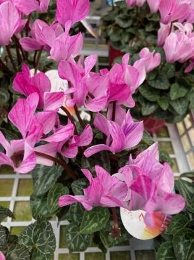 img_0729