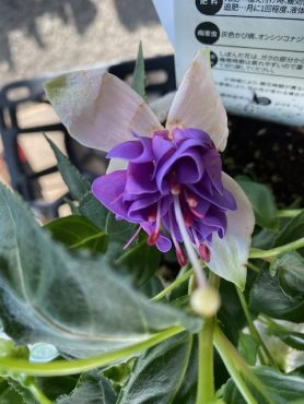 本日入荷のお花です｜「フラワーパーク　ヨシモト」　（和歌山県和歌山市の花キューピット加盟店 花屋）のブログ