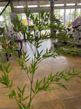 笹の葉さらさら｜「フラワーパーク　ヨシモト」　（和歌山県和歌山市の花キューピット加盟店 花屋）のブログ