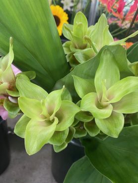 切花、鉢花両方入りました|「フラワーパーク　ヨシモト」　（和歌山県和歌山市の花屋）のブログ