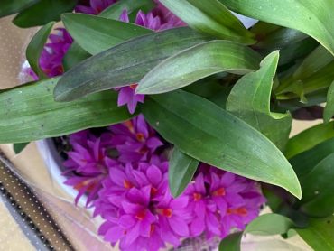 今日入荷したお花のお話|「フラワーパーク　ヨシモト」　（和歌山県和歌山市の花屋）のブログ