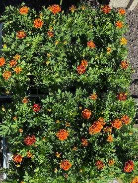 本日苗もの入りました！|「フラワーパーク　ヨシモト」　（和歌山県和歌山市の花屋）のブログ
