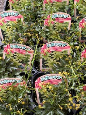 お店の入荷した花苗|「フラワーパーク　ヨシモト」　（和歌山県和歌山市の花屋）のブログ