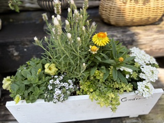 お店の寄せ植えです|「フラワーパーク　ヨシモト」　（和歌山県和歌山市の花屋）のブログ