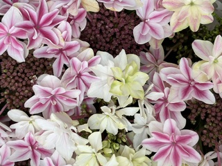 今年の新品種アジサイ入荷しました|「フラワーパーク　ヨシモト」　（和歌山県和歌山市の花屋）のブログ