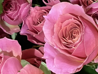 切り花入荷のお話|「フラワーパーク　ヨシモト」　（和歌山県和歌山市の花屋）のブログ