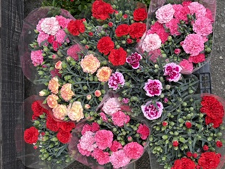 カーネーション鉢入荷しました｜「フラワーパーク　ヨシモト」　（和歌山県和歌山市の花キューピット加盟店 花屋）のブログ